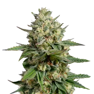Kosher Kush cannabis plant