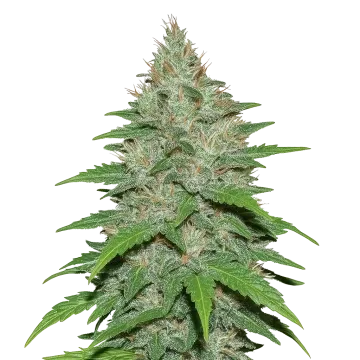 LA Confidential Auto cannabis plant
