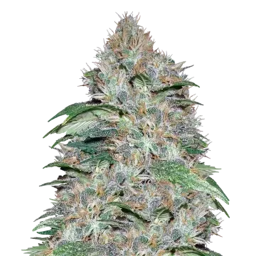 LA Confidential cannabis plant