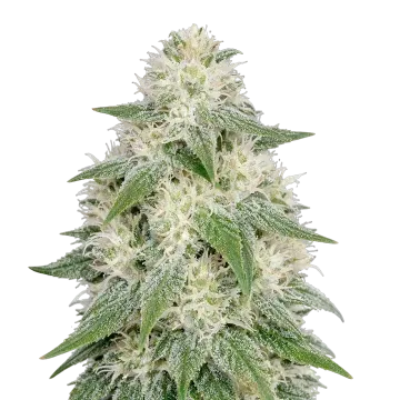 Lamb's Bread Auto cannabis plant