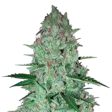 Larry OG cannabis plant