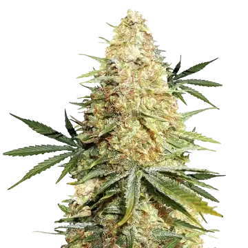 Legend OG cannabis plant
