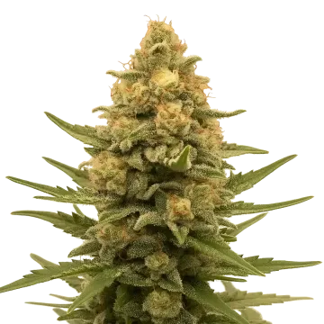 Lemon Auto cannabis plant