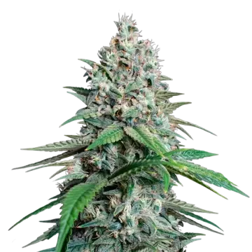 Lemon Cherry Gelato