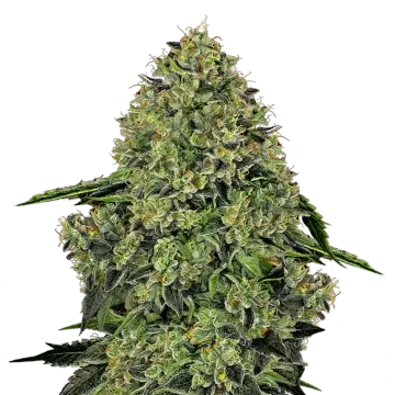 Lithium OG Kush cannabis plant