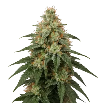 London Pound Cake cannabis plant