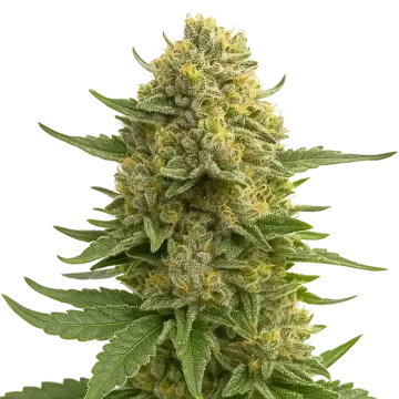Love Potion Auto cannabis plant