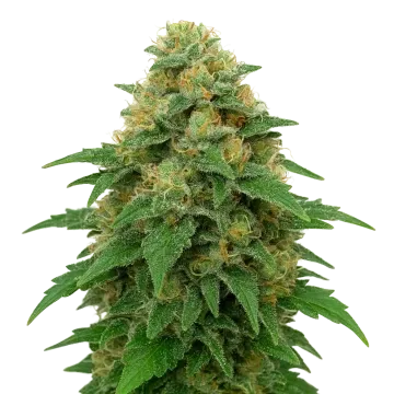 Lowryder Auto Cannabispflanze