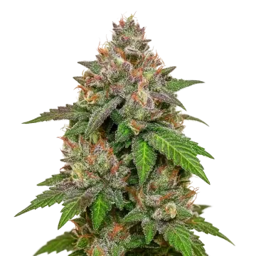LSD Auto