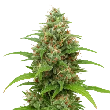 Magnum Auto cannabis plant