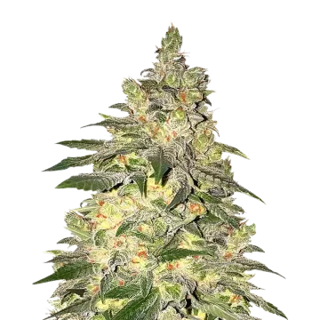 Mamba Negra CBD cannabis plant
