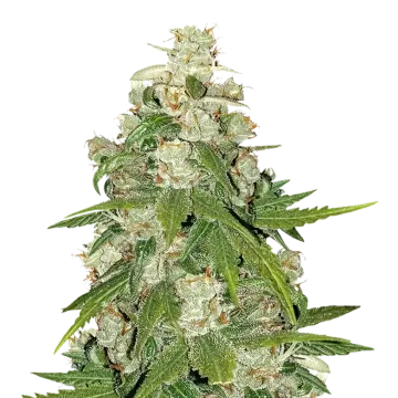 Mamba Negra CBG cannabis plant