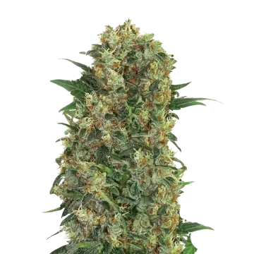 Master Kush Regular