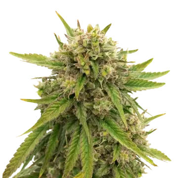Maui Waui