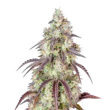 Mendo Breath cannabis plant