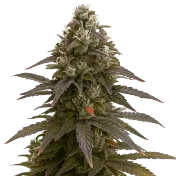 Mimosa Auto cannabis plant