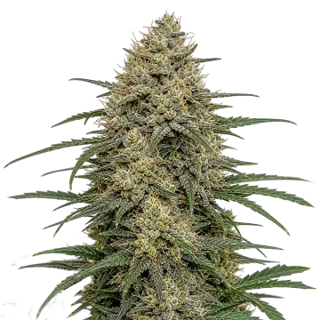 Moby Dick Cannabispflanze