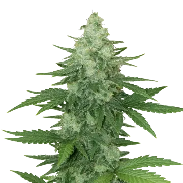 Moonshine Cookies Auto