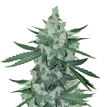 Moonshine Cookies