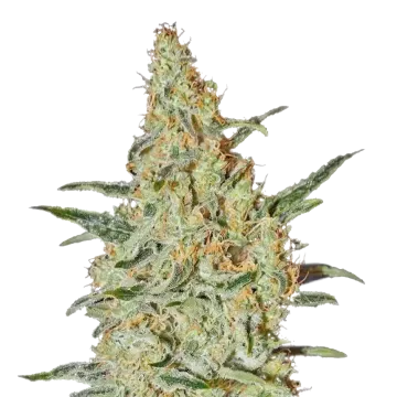 Neville's Haze cannabis plant