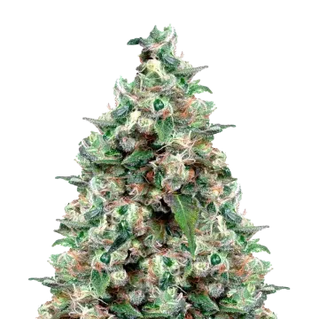 NYC Diesel cannabis plant