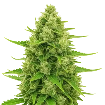Northern Lights Auto
