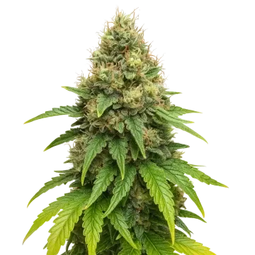 Northern Lights X Big Bud Auto