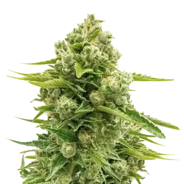 Northern Lights