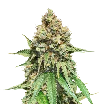 Northern Lights X Big Bud