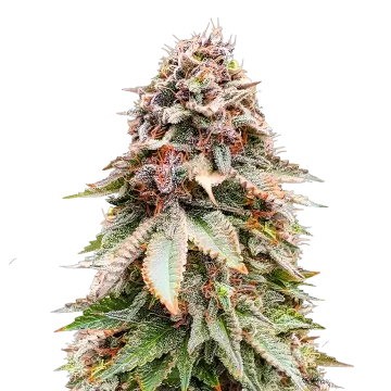 Nova OG cannabis plant