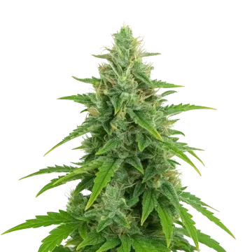 OG Kush Auto Cannabispflanze