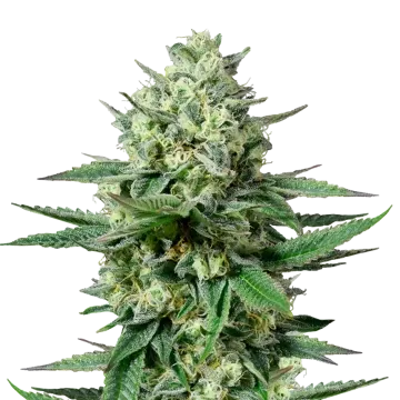 OG Kush CBD cannabis plant