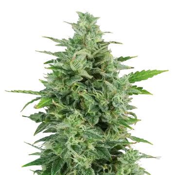 OG Kush cannabis plant