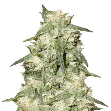 Oreoz cannabis plant