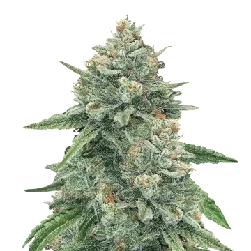 Original Glue cannabis plant
