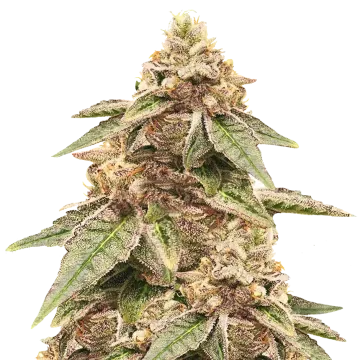 Outback OG