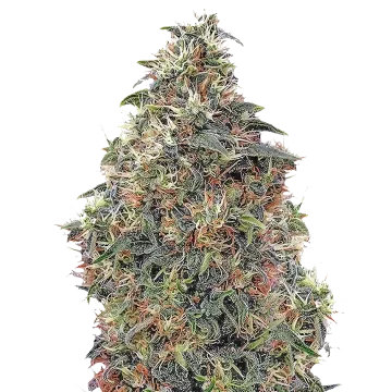 Panama Red