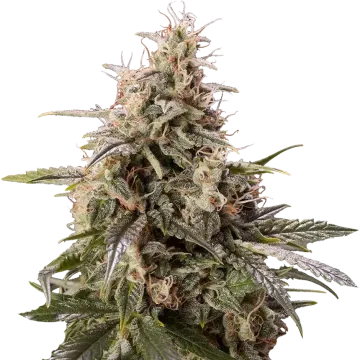 Peanut Butter Breath cannabis plant