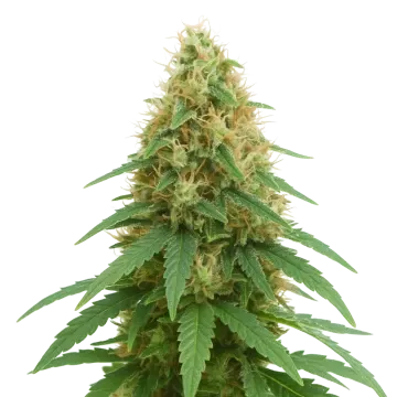 Pineapple Express Auto