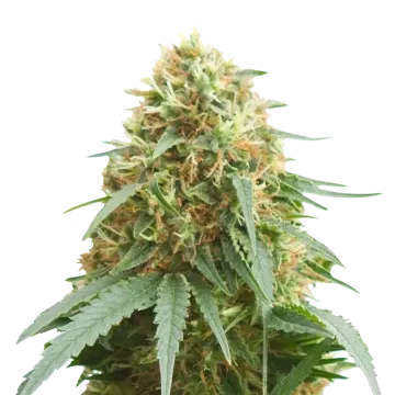 plante de cannabis Pineapple Express