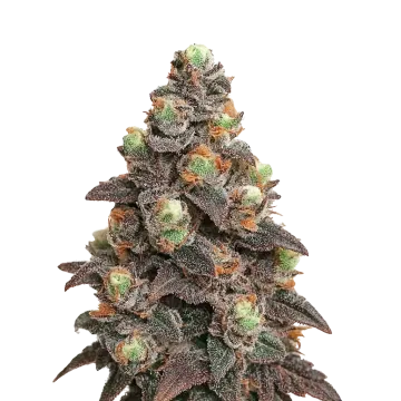 Pink Rozay Auto cannabis plant