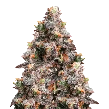 Pink Rozay cannabis plant