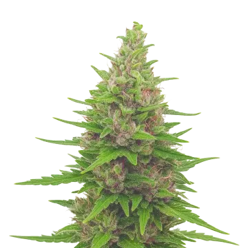 Pink Runtz Auto cannabis plant