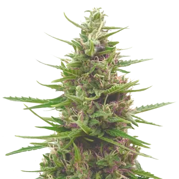 Pink Runtz cannabis plant