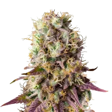 Pinkman Goo cannabis plant