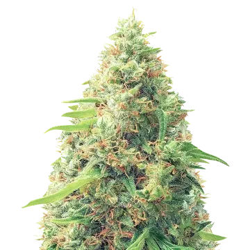 Pixie Dust cannabis plant