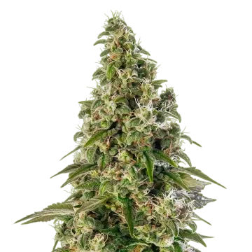 Platinum Cookies cannabis plant