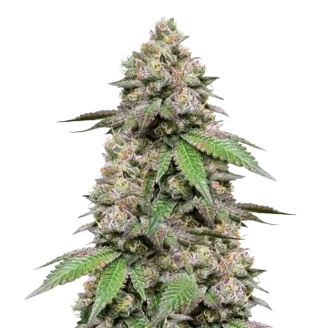 Plushberry Auto cannabis plant