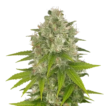 Power Kush cannabis plant