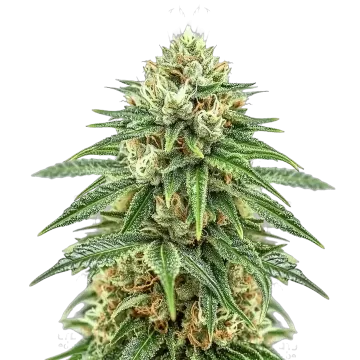 Puff Pastry cannabis plant